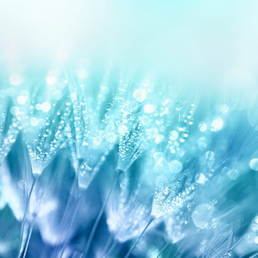 Dandelion,Seeds,In,Drops,Water,On,Blue,Beautiful,Background,With