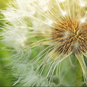 Macro dandelion flower head with seeds and sunlight. Stock photo.